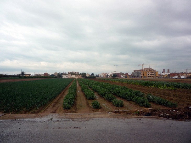 La rotación tradicional de los cultivos continua siendo una constante en el paisage de la Horta Nord